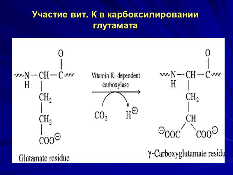 Участие вит. К в карбоксилировании глутамата Участие вит. К в карбоксилировании глутамата
